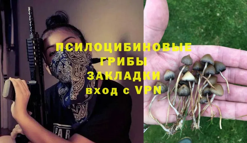 Галлюциногенные грибы Psilocybe  наркота  Горнозаводск 